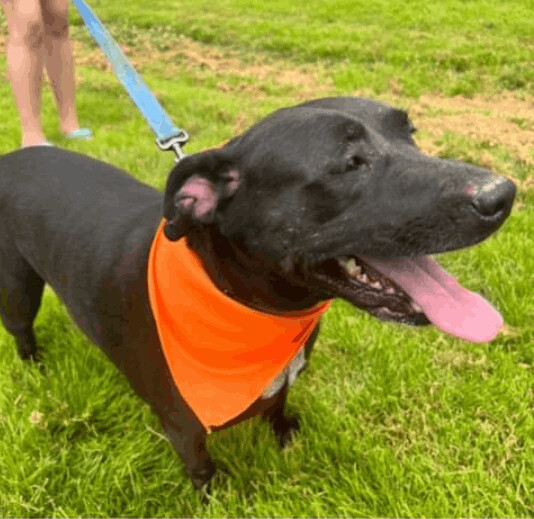 Enlarge Darcy, a Adoptable mixed breed in Jasonville, IN image 2/12