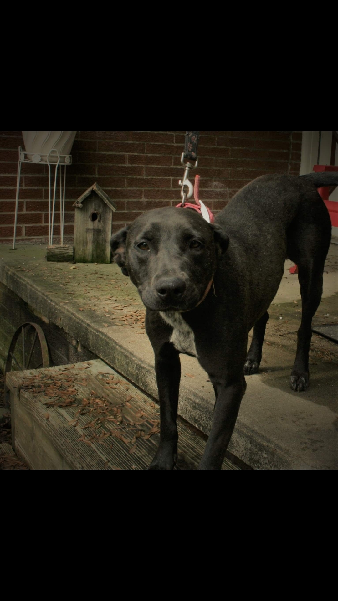 Enlarge Darcy, a Adoptable mixed breed in Jasonville, IN image 3/12