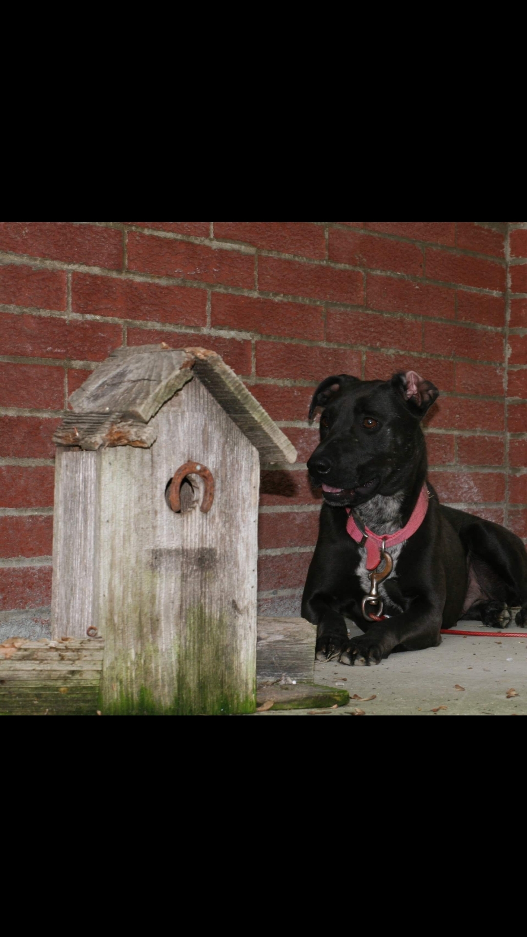 Enlarge Darcy, a Adoptable mixed breed in Jasonville, IN image 4/12