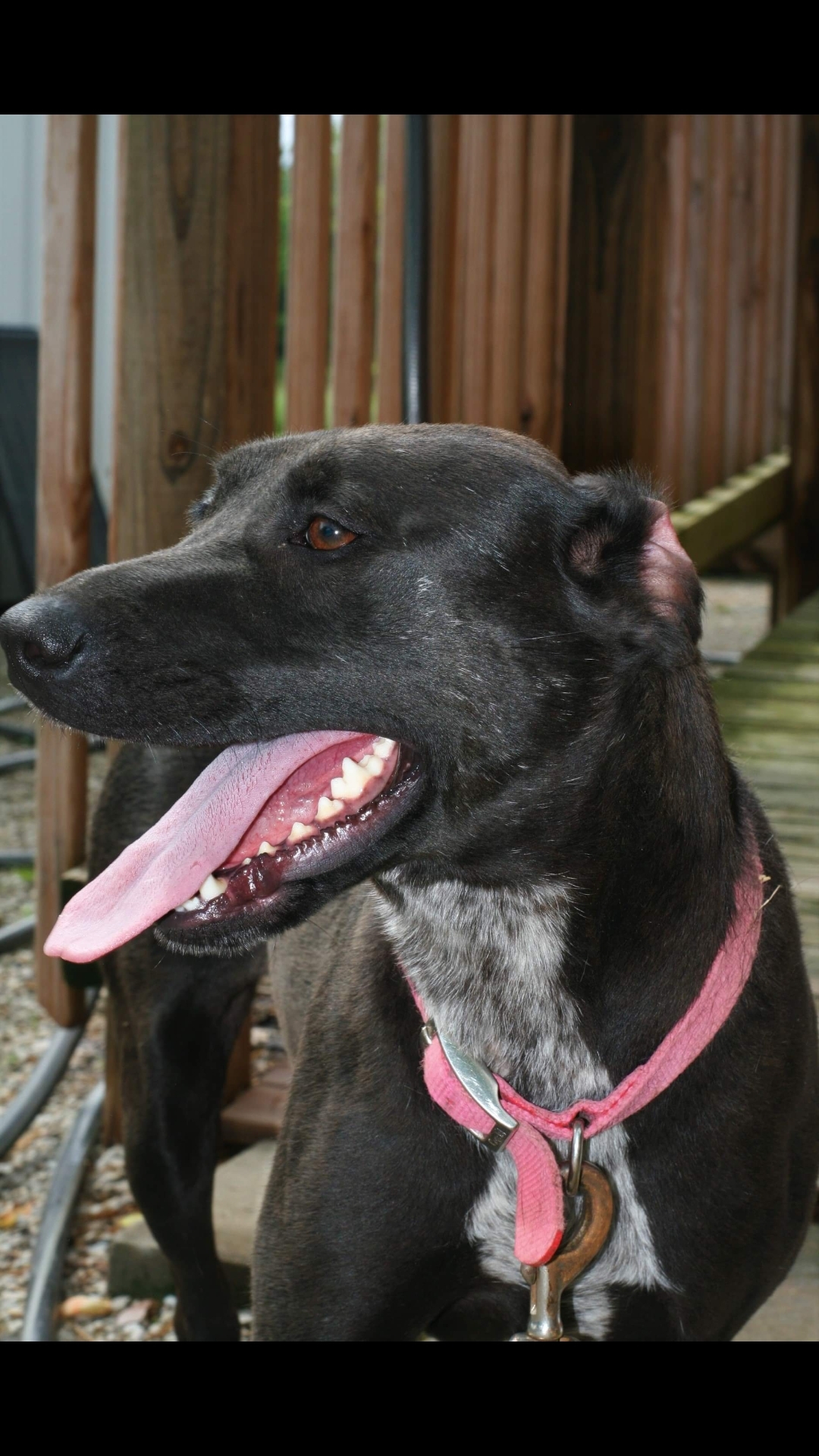 Enlarge Darcy, a Adoptable mixed breed in Jasonville, IN image 5/12