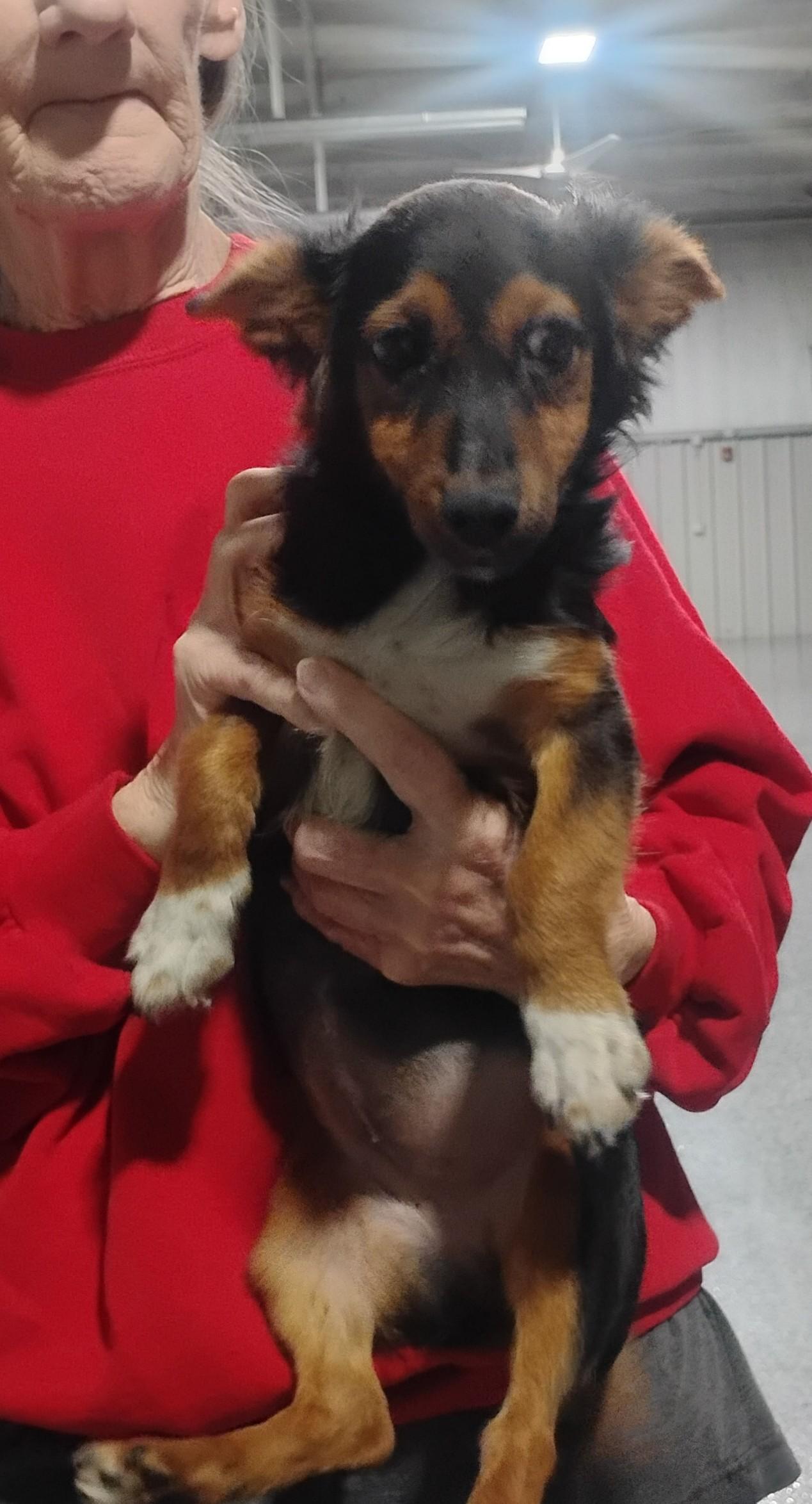 Enlarge Piper, an adoptable mixed breed in Sulphur, OK image 2/4