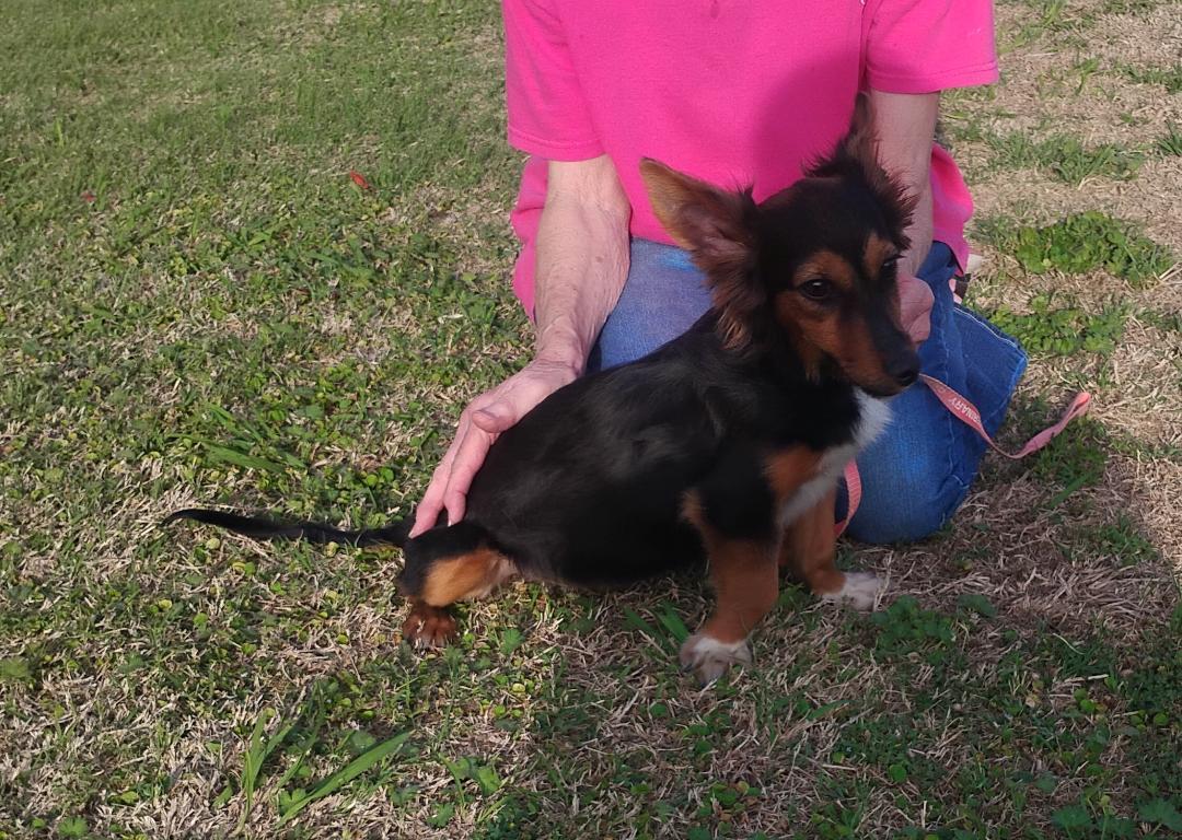 Enlarge Piper , an adoptable mixed breed in Sulphur, OK image 2/5
