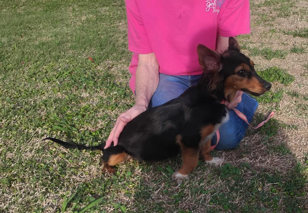 Enlarge Piper , an adoptable mixed breed in Sulphur, OK image 3/5