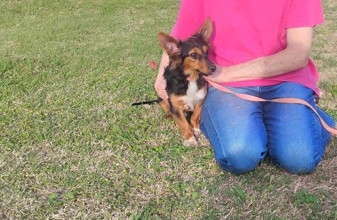 Enlarge Piper , an adoptable mixed breed in Sulphur, OK image 5/5