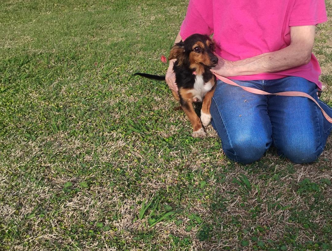 Enlarge Piper , an adoptable mixed breed in Sulphur, OK image 4/5