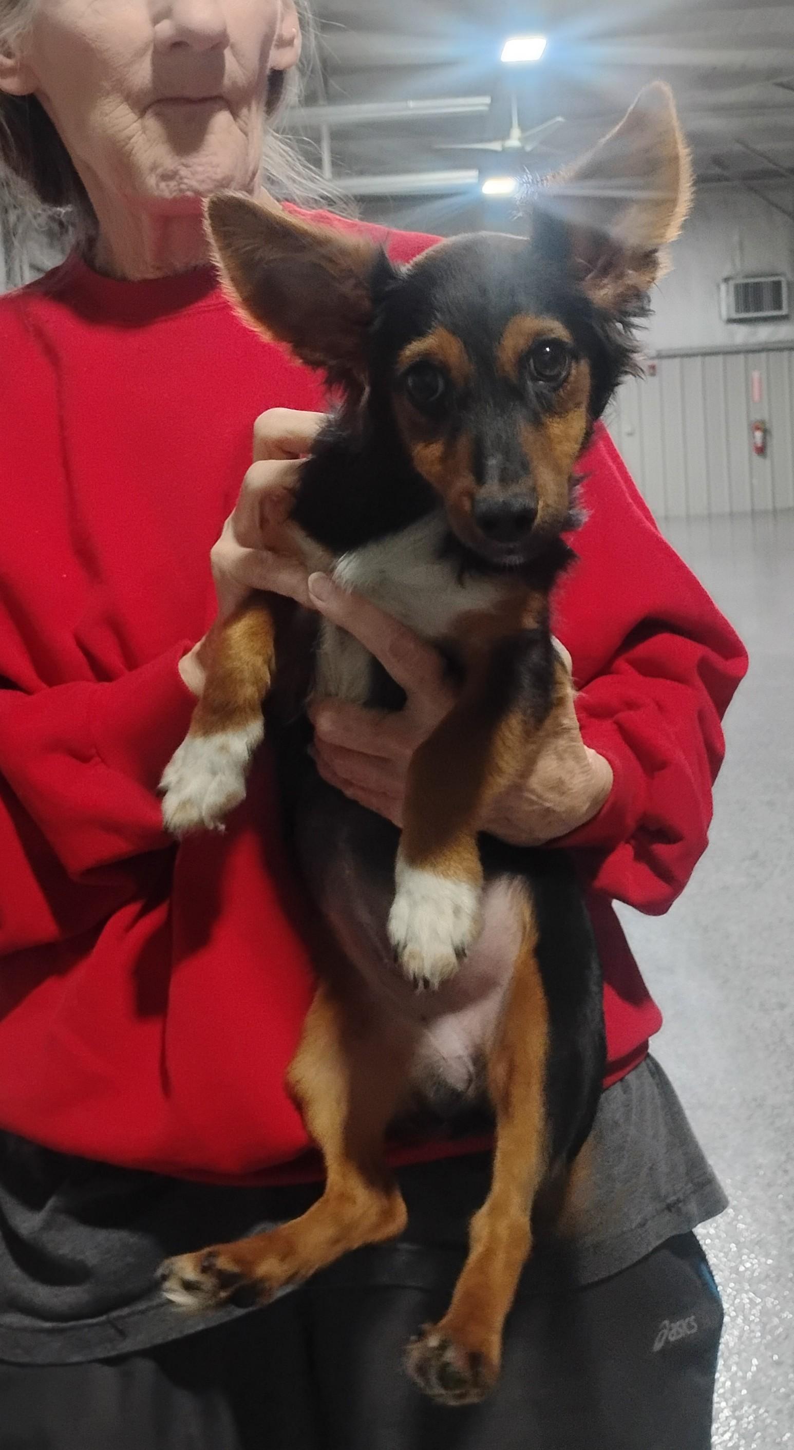 Enlarge Piper, an adoptable mixed breed in Sulphur, OK image 3/4