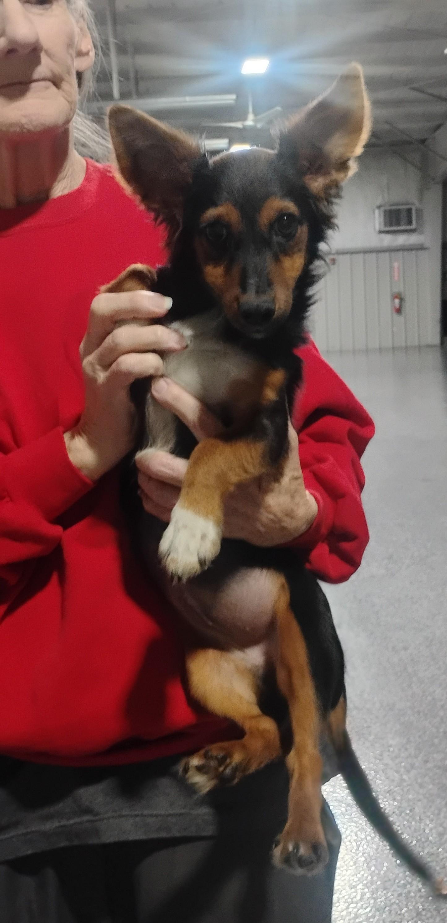 Piper, adoptable, Puppy Female Dachshund & Chihuahua.