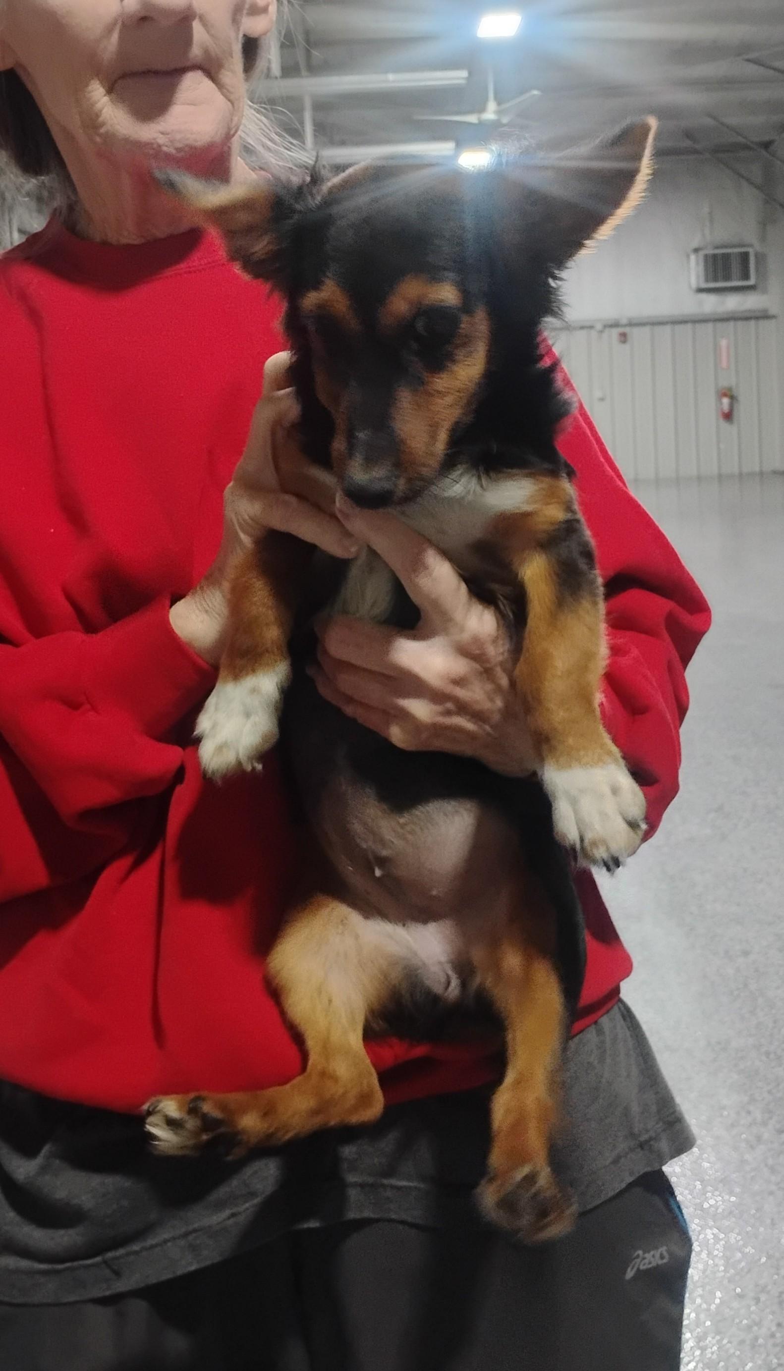 Enlarge Piper, an adoptable mixed breed in Sulphur, OK image 4/4