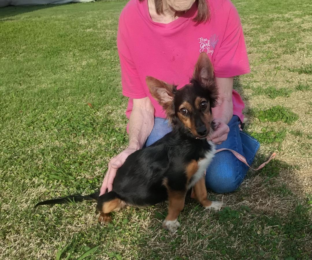 Piper , adoptable, Puppy Female Dachshund & Chihuahua.