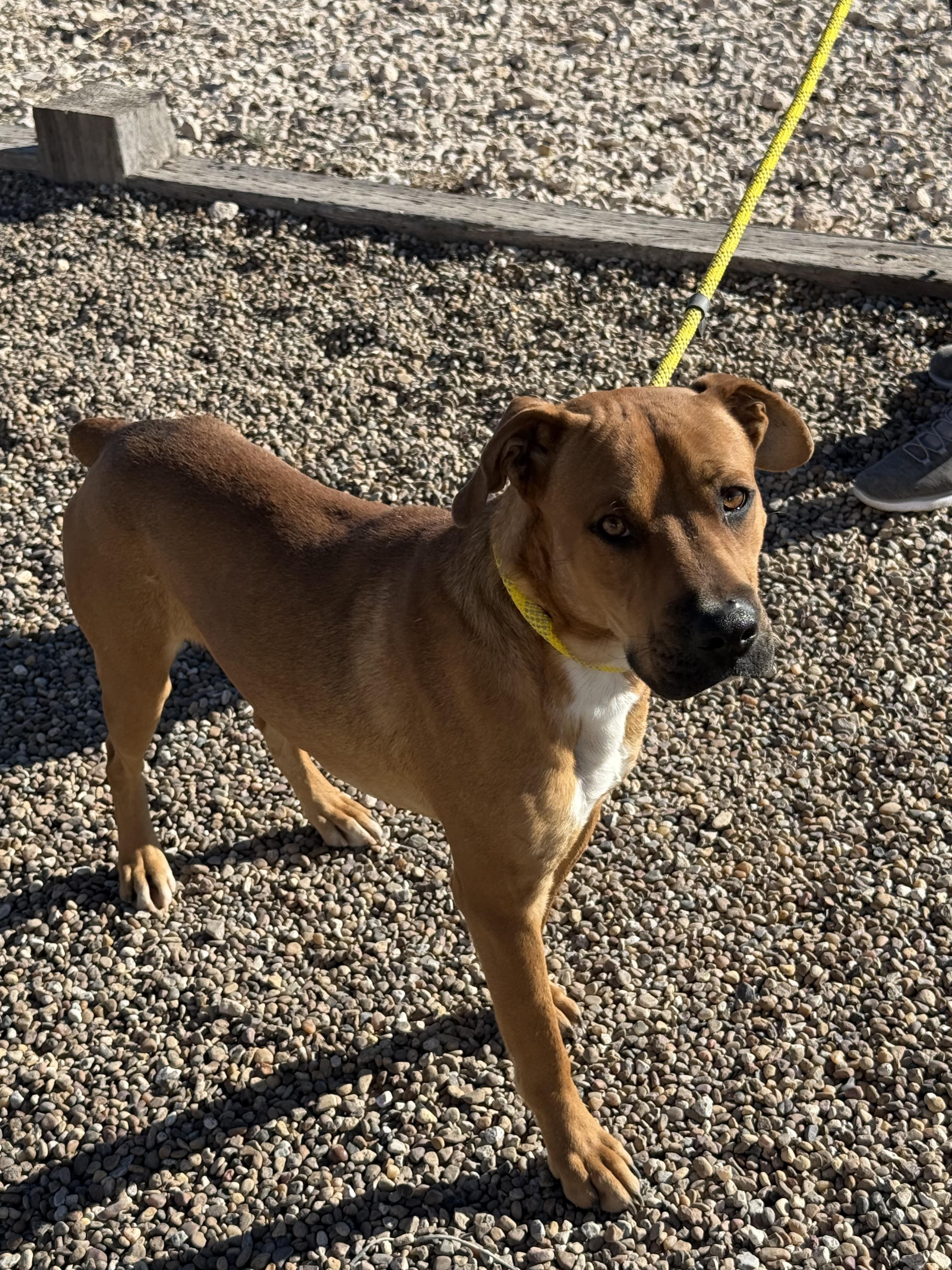 Enlarge BRODY, a Adoptable mixed breed in Levelland, TX image 6/6