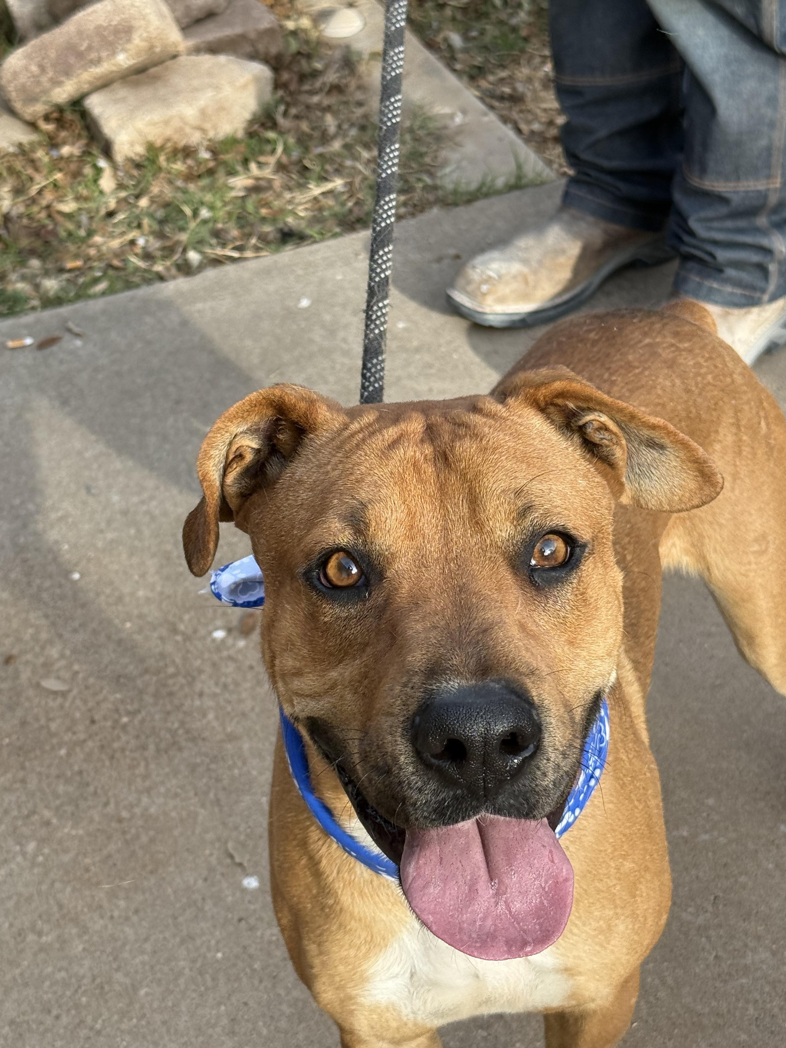 Enlarge BRODY, a Adoptable mixed breed in Levelland, TX image 5/6
