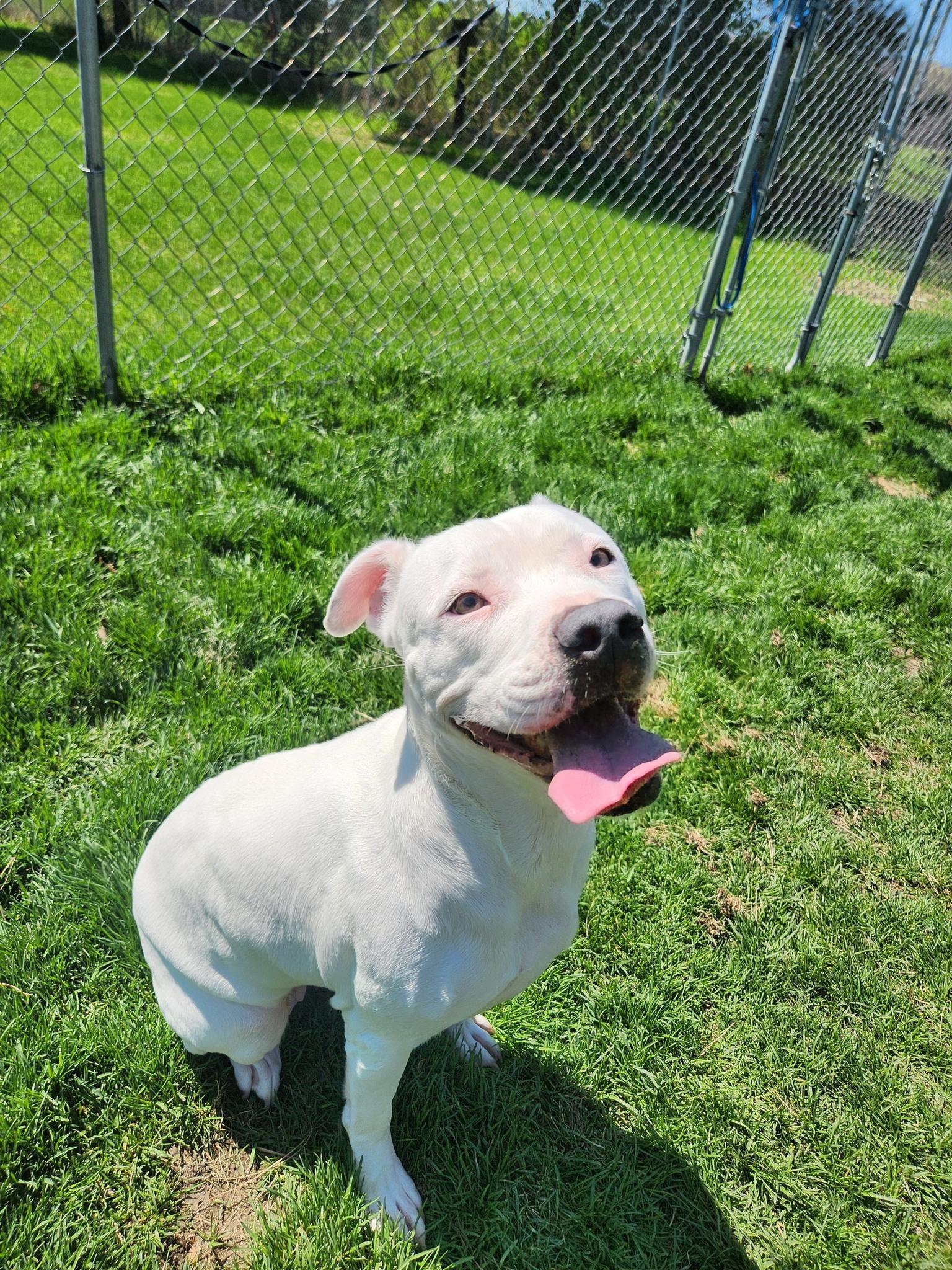 Nora, ADOPTABLE, Adult Female Dogo Argentino.