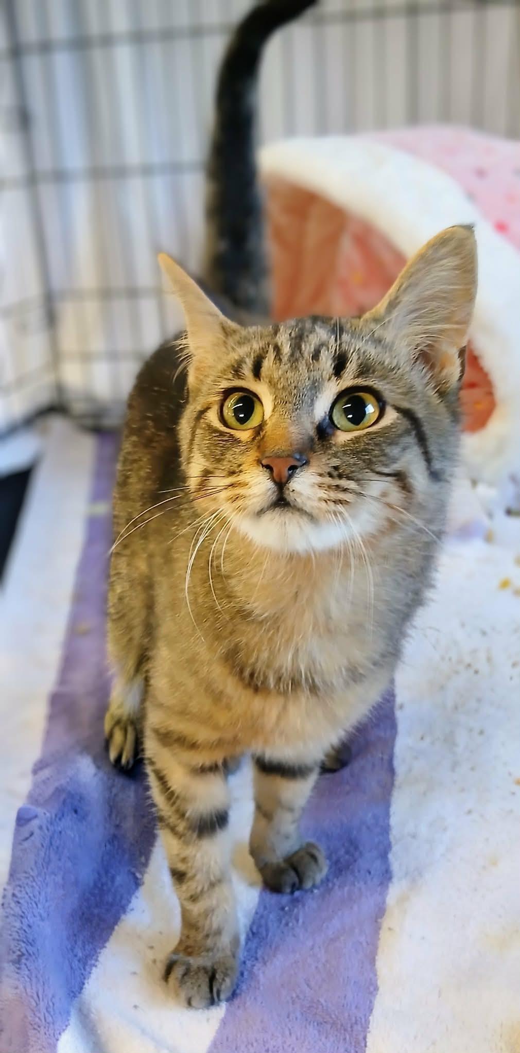 Enlarge Lex, an adopted Tabby in Hamilton, ON image 4/4