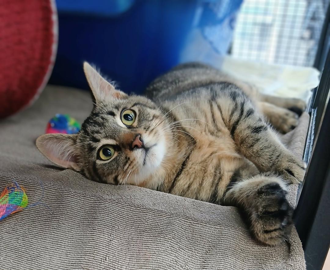 Enlarge Lex, an adopted Tabby in Hamilton, ON image 3/4