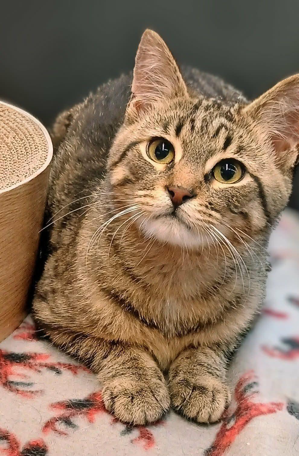 Enlarge Lex, an adopted Tabby in Hamilton, ON image 2/4