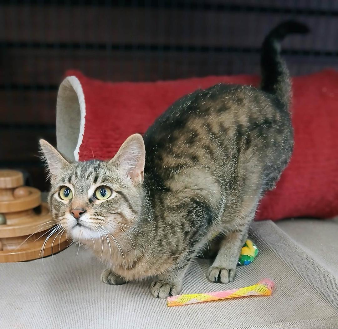 Enlarge Lex, an adopted Tabby in Hamilton, ON image 1/4