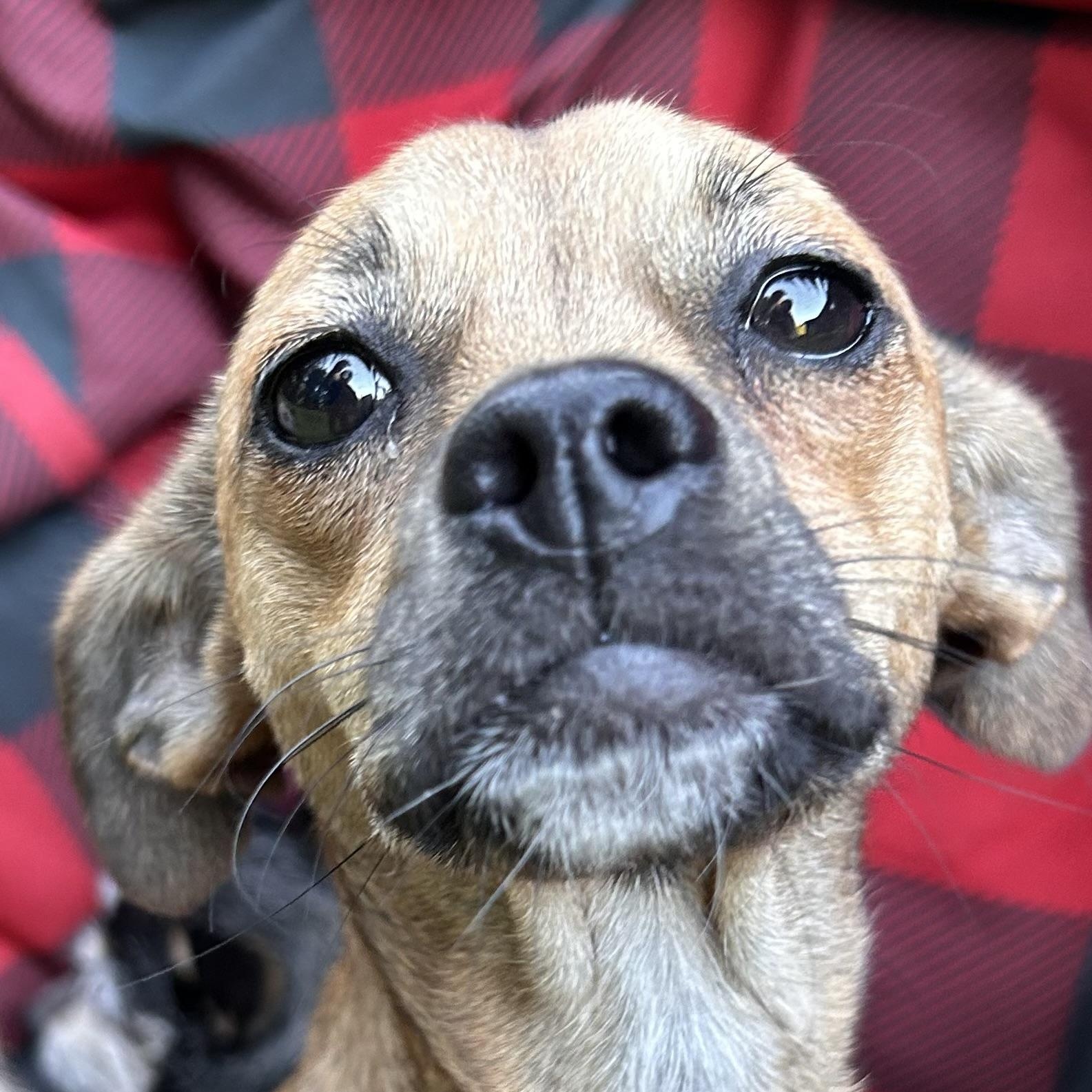 Enlarge CHIQUITA, a ADOPTABLE mixed breed in Abbotsford, BC image 1/4