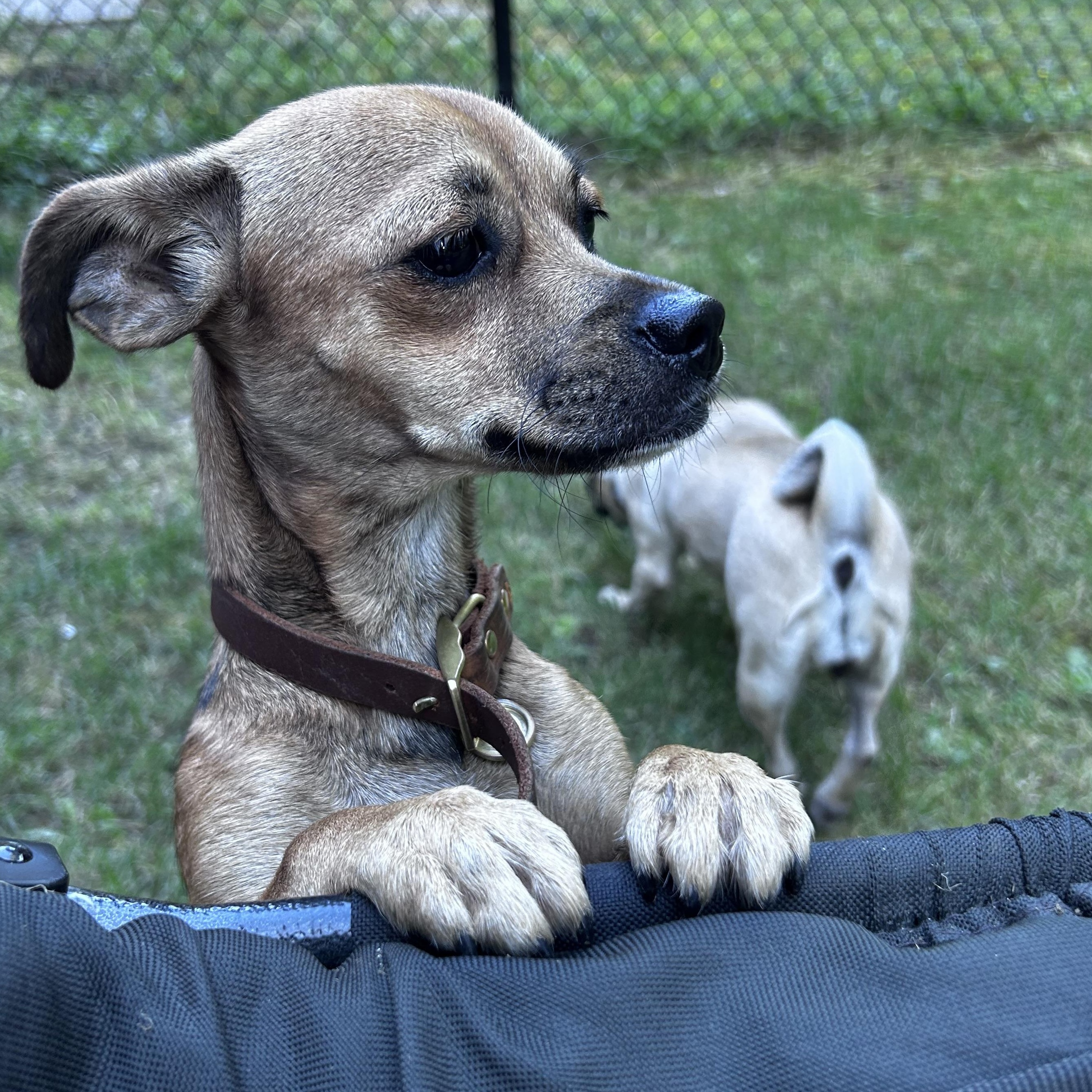 Enlarge CHIQUITA, a ADOPTABLE mixed breed in Abbotsford, BC image 4/4