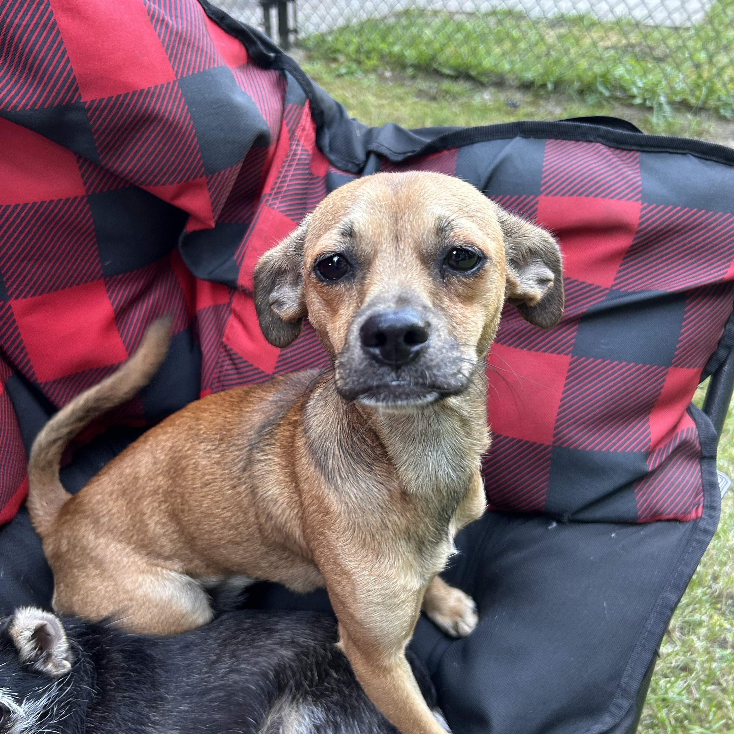Enlarge CHIQUITA, a ADOPTABLE mixed breed in Abbotsford, BC image 2/4