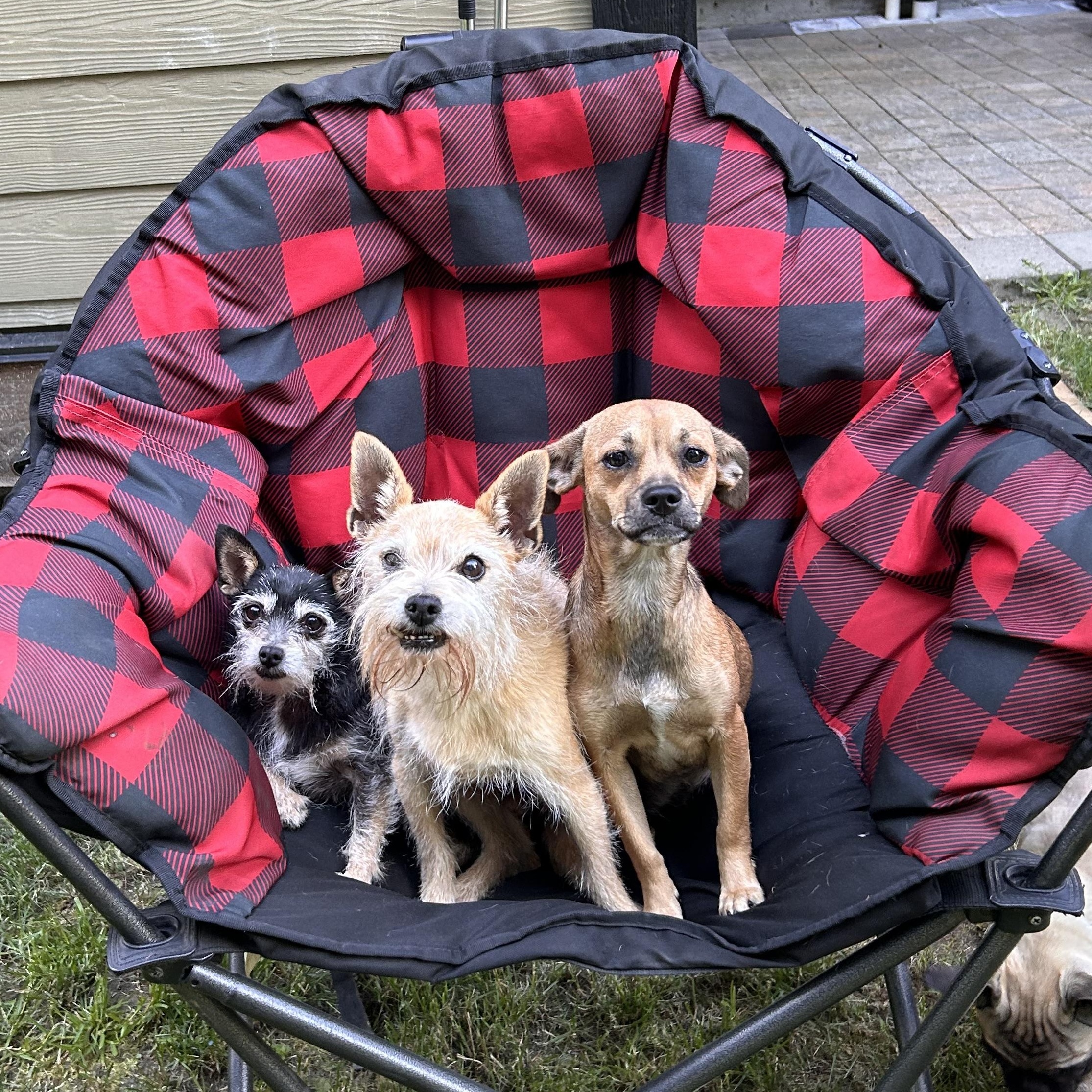 Enlarge CHIQUITA, a ADOPTABLE mixed breed in Abbotsford, BC image 3/4