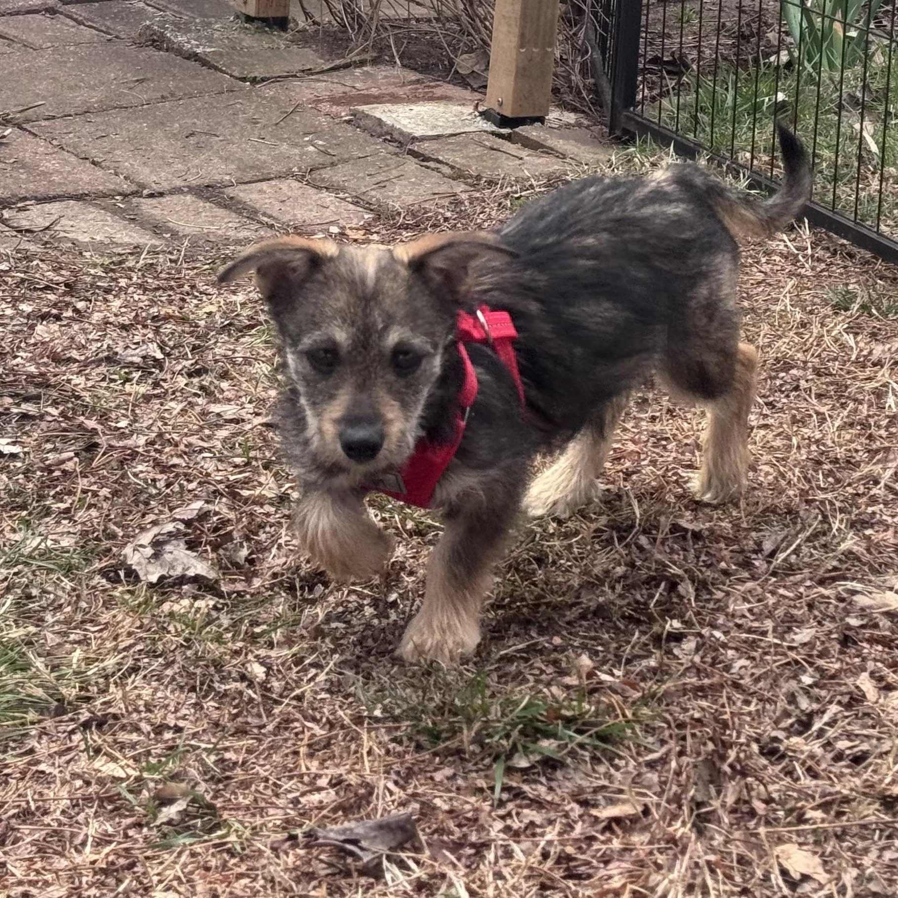 Poppy — thumbnail 2