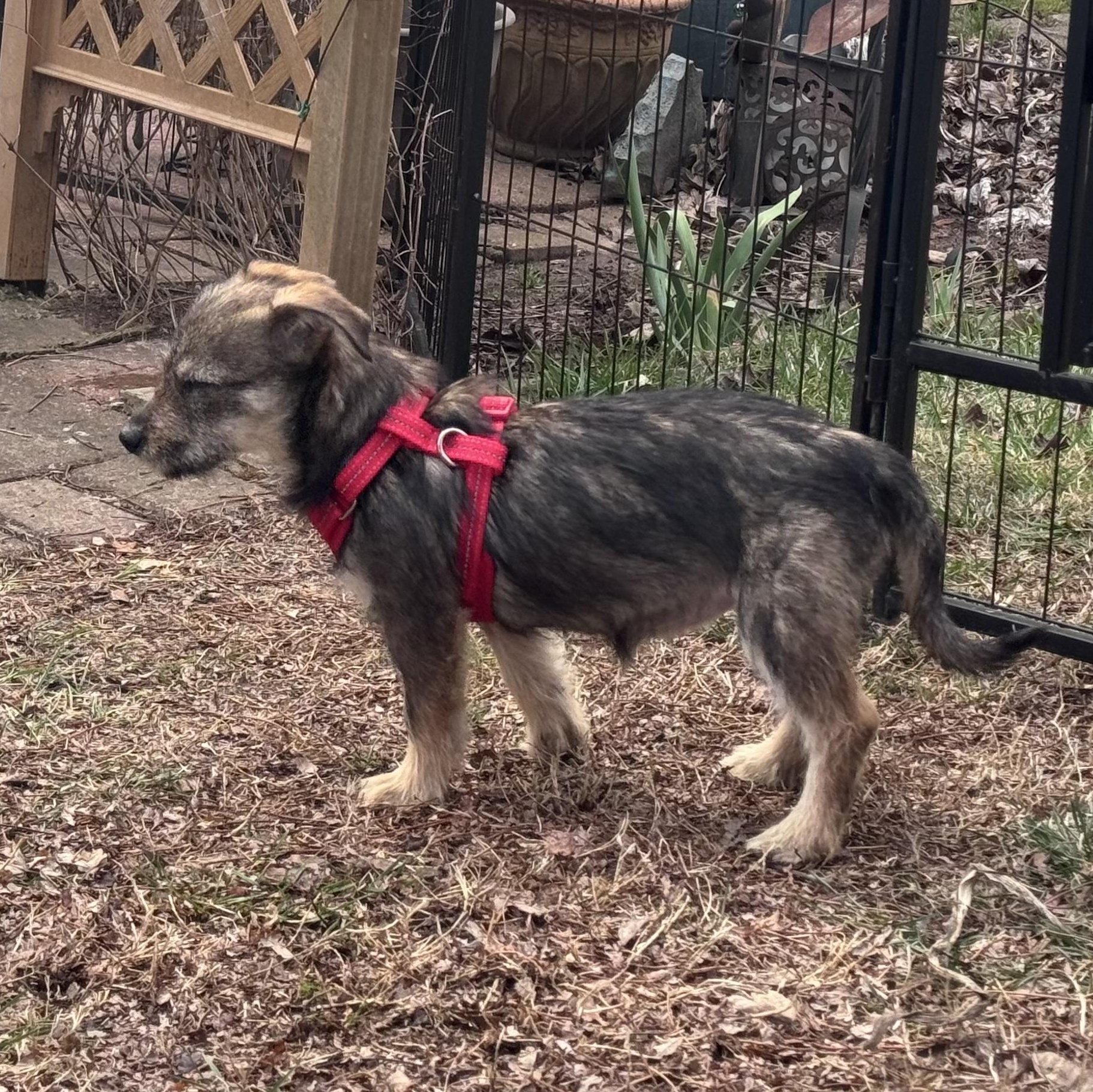 Poppy — thumbnail 4