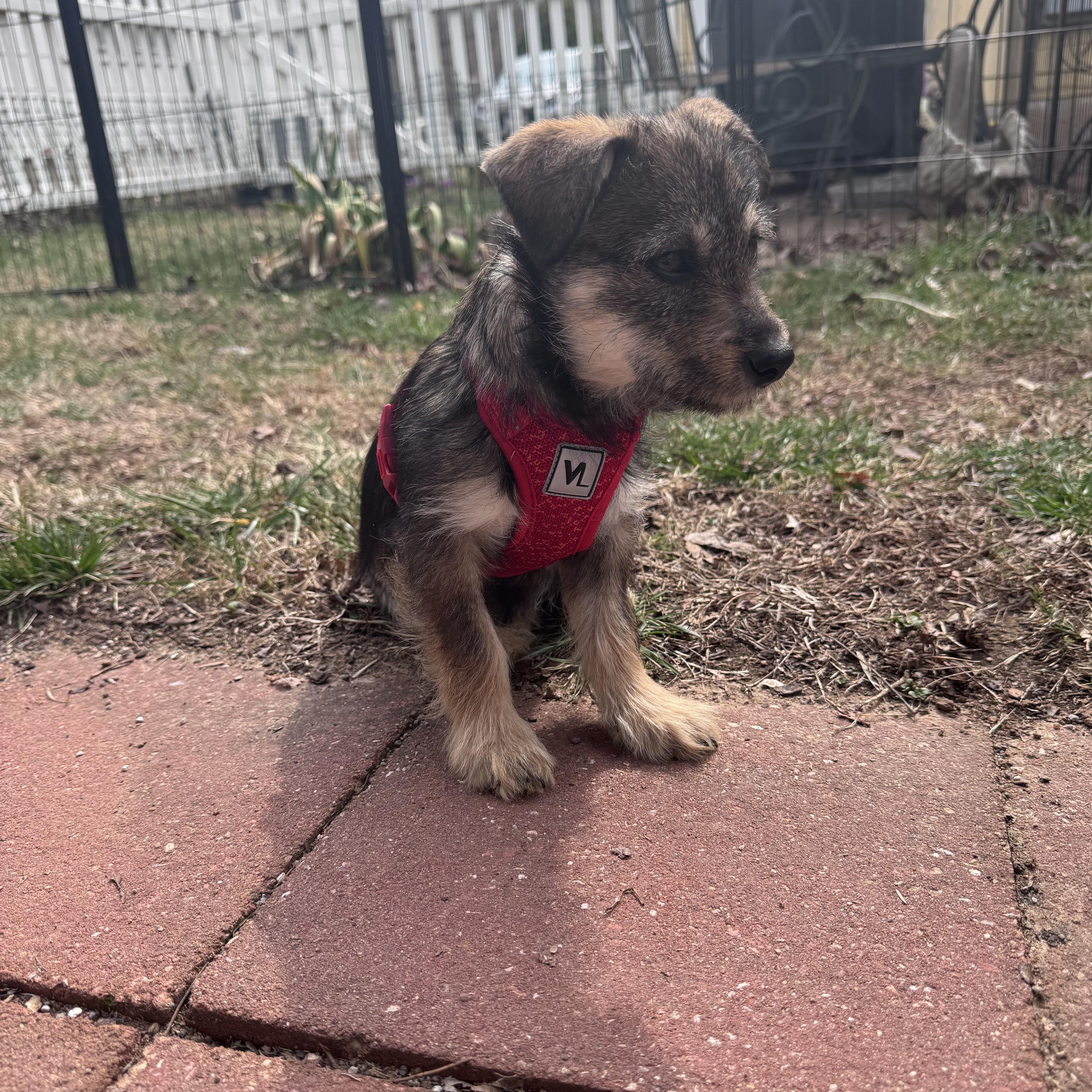 Poppy — thumbnail 5