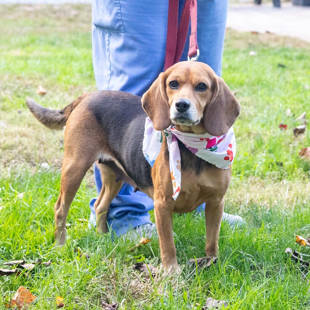 Enlarge Sadie (Female) Avail 10/24, a Adoptable mixed breed in West Grove, PA image 3/6