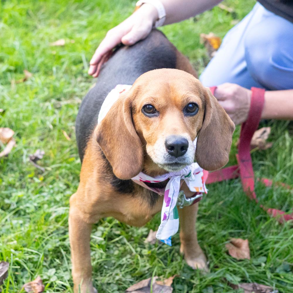 Enlarge Sadie (Female) Avail 10/24, a Adoptable mixed breed in West Grove, PA image 6/6