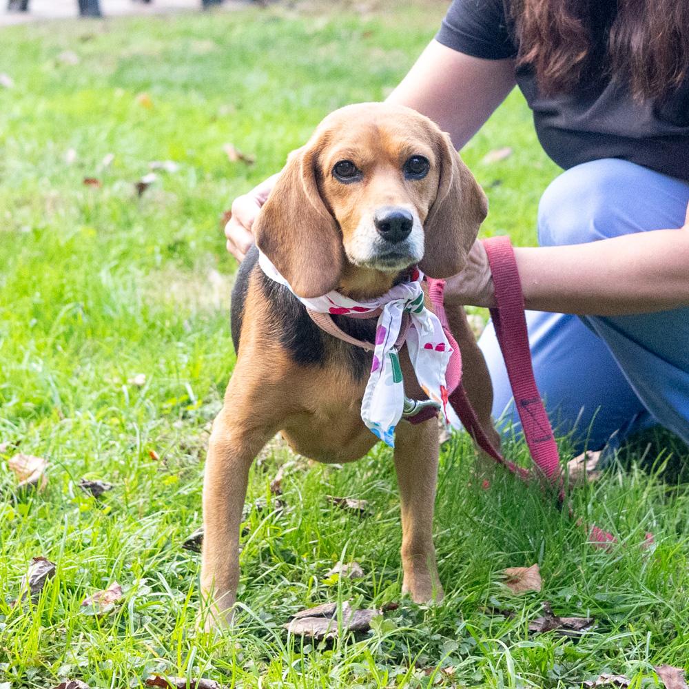 Enlarge Sadie (Female) Avail 10/24, a Adoptable mixed breed in West Grove, PA image 5/6