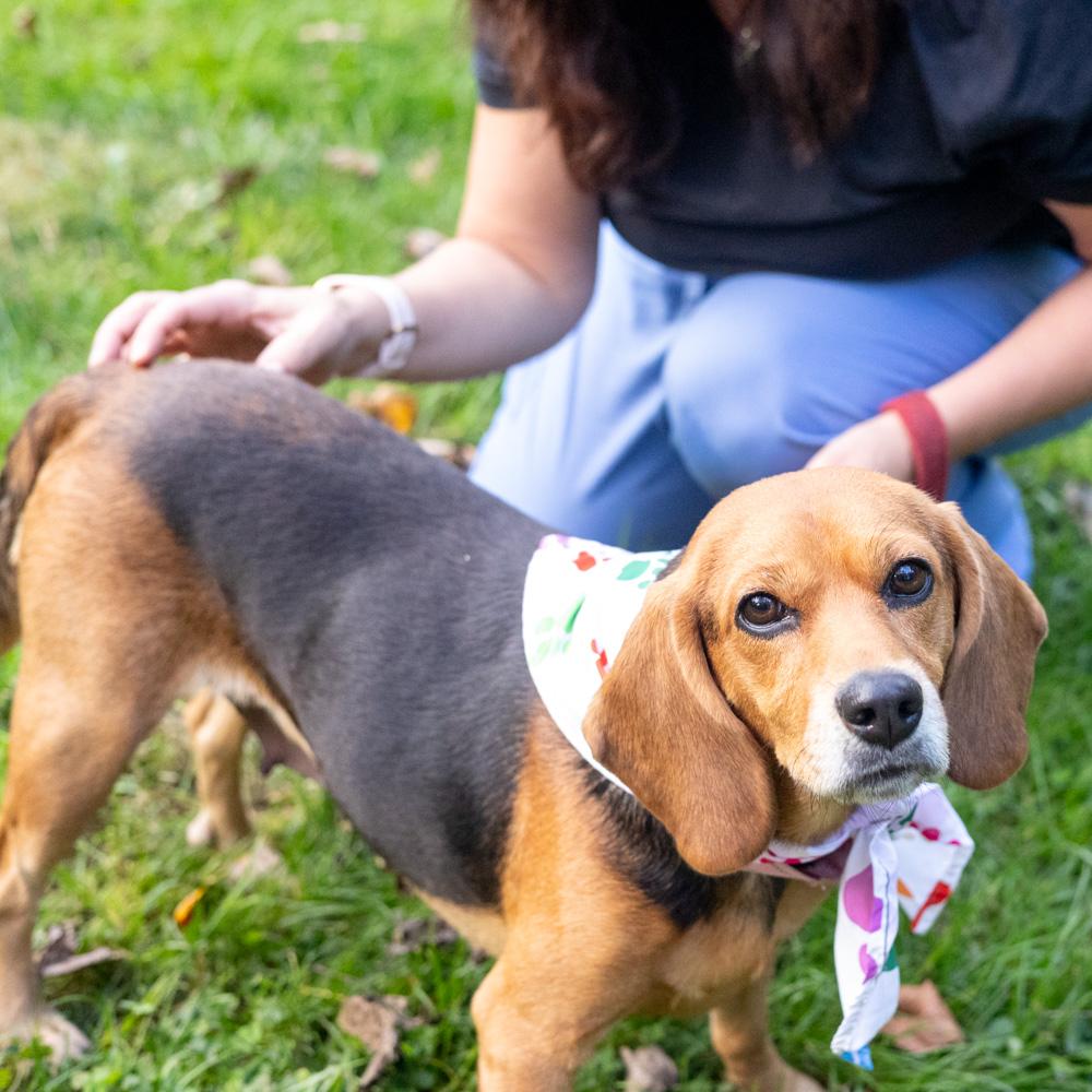Enlarge Sadie (Female) Avail 10/24, a Adoptable mixed breed in West Grove, PA image 4/6