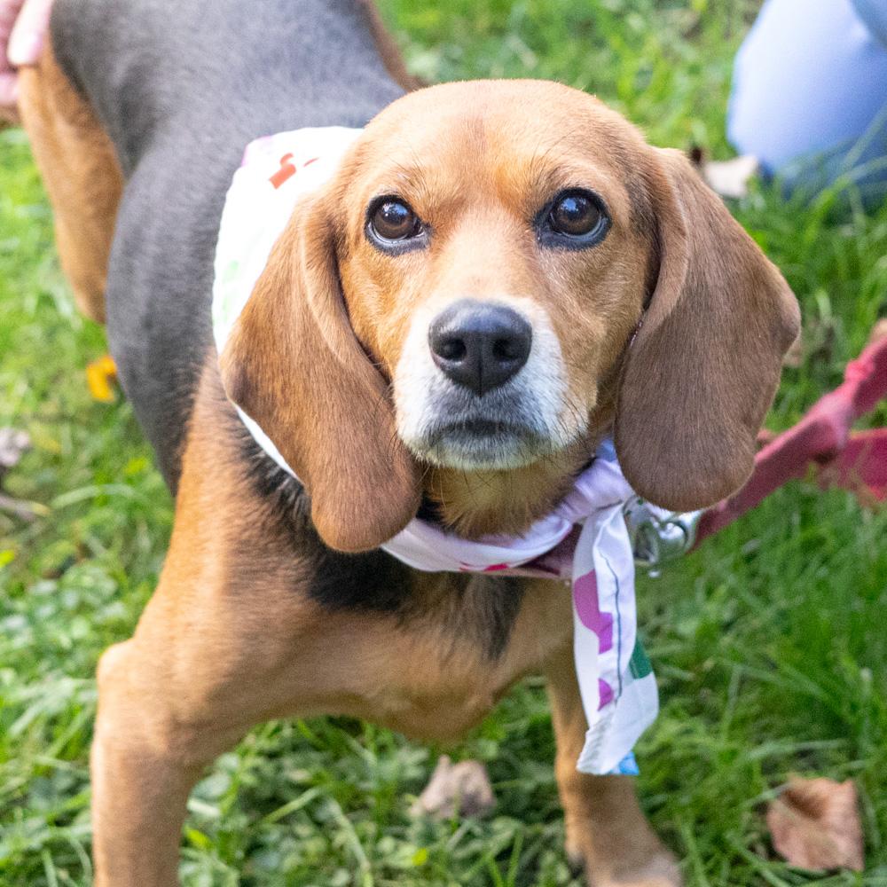 Enlarge Sadie (Female) Avail 10/24, a Adoptable mixed breed in West Grove, PA image 2/6