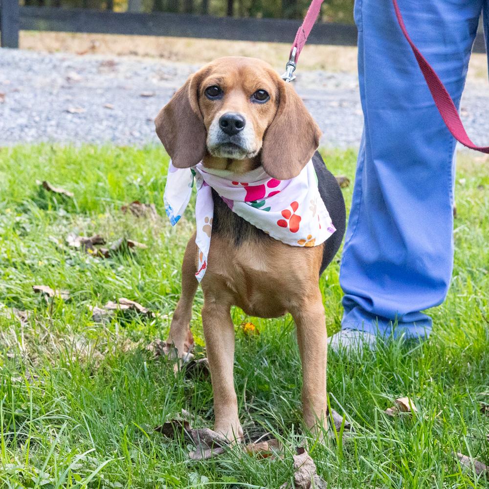 Enlarge Sadie (Female) Avail 10/24, a Adoptable mixed breed in West Grove, PA image 1/6