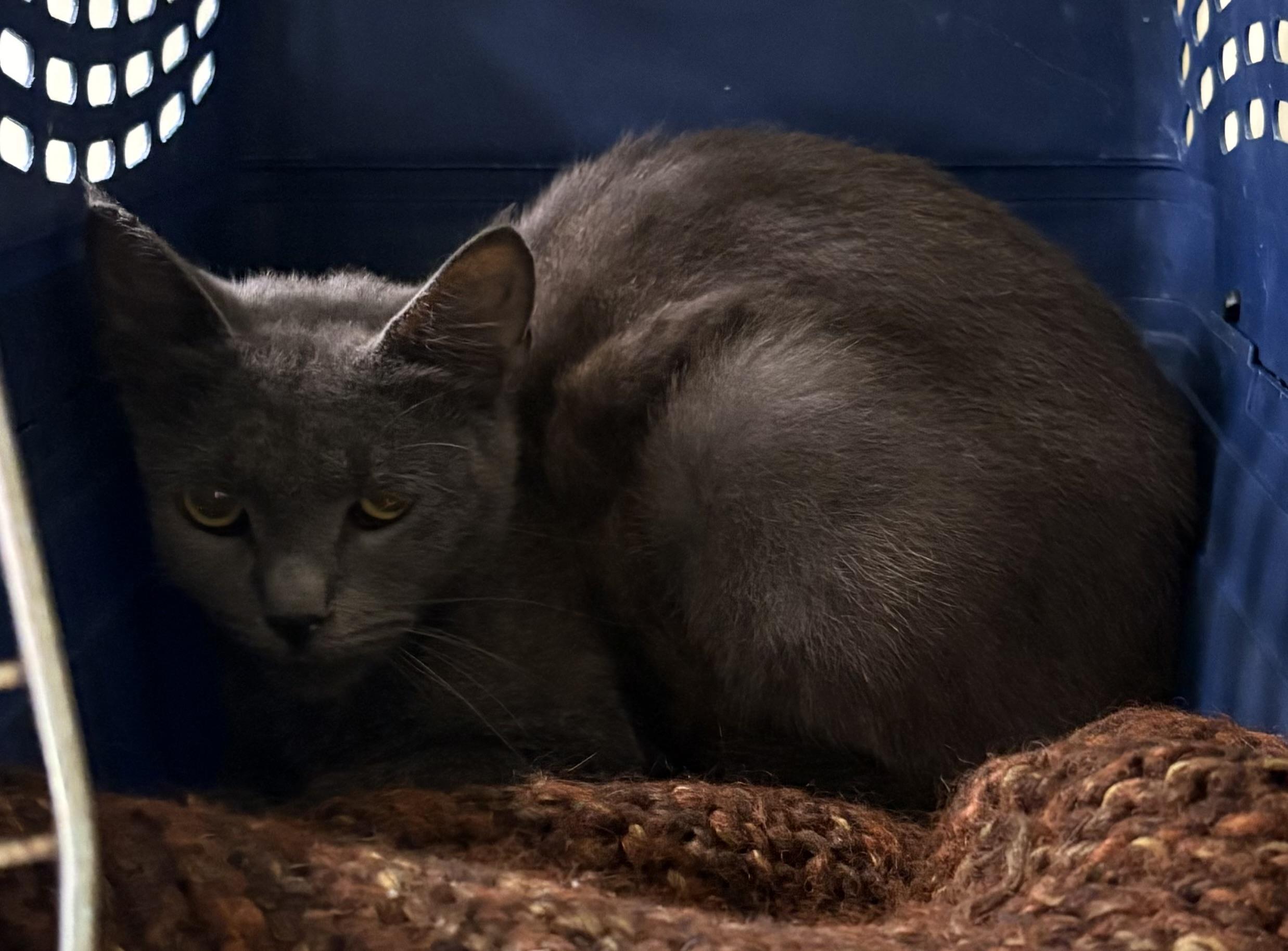 Enlarge BARN CAT Carmen, a ADOPTABLE Domestic Short Hair in Mansfield, CT image 1/1