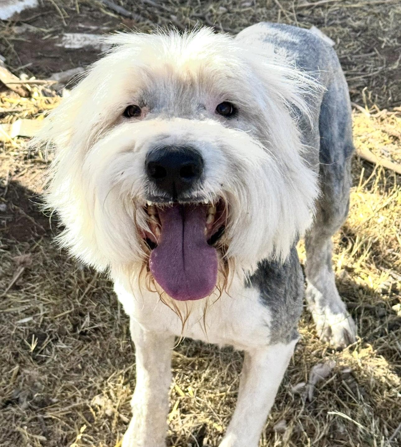 Enlarge Linus, a Adoptable Old English Sheepdog in Dallas , TX image 3/3