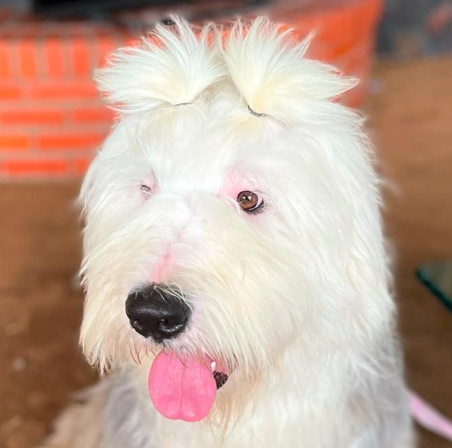 Enlarge Linus, a Adoptable Old English Sheepdog in Dallas , TX image 1/3