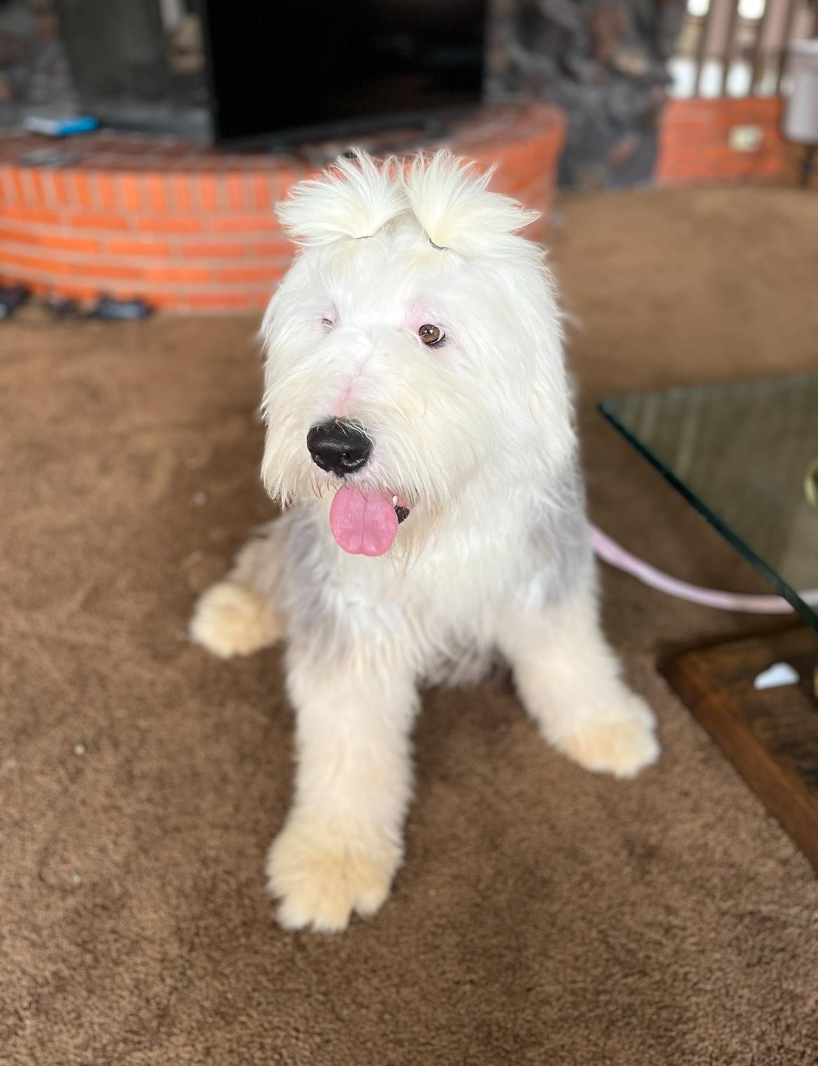 Enlarge Linus, a Adoptable Old English Sheepdog in Dallas , TX image 2/3