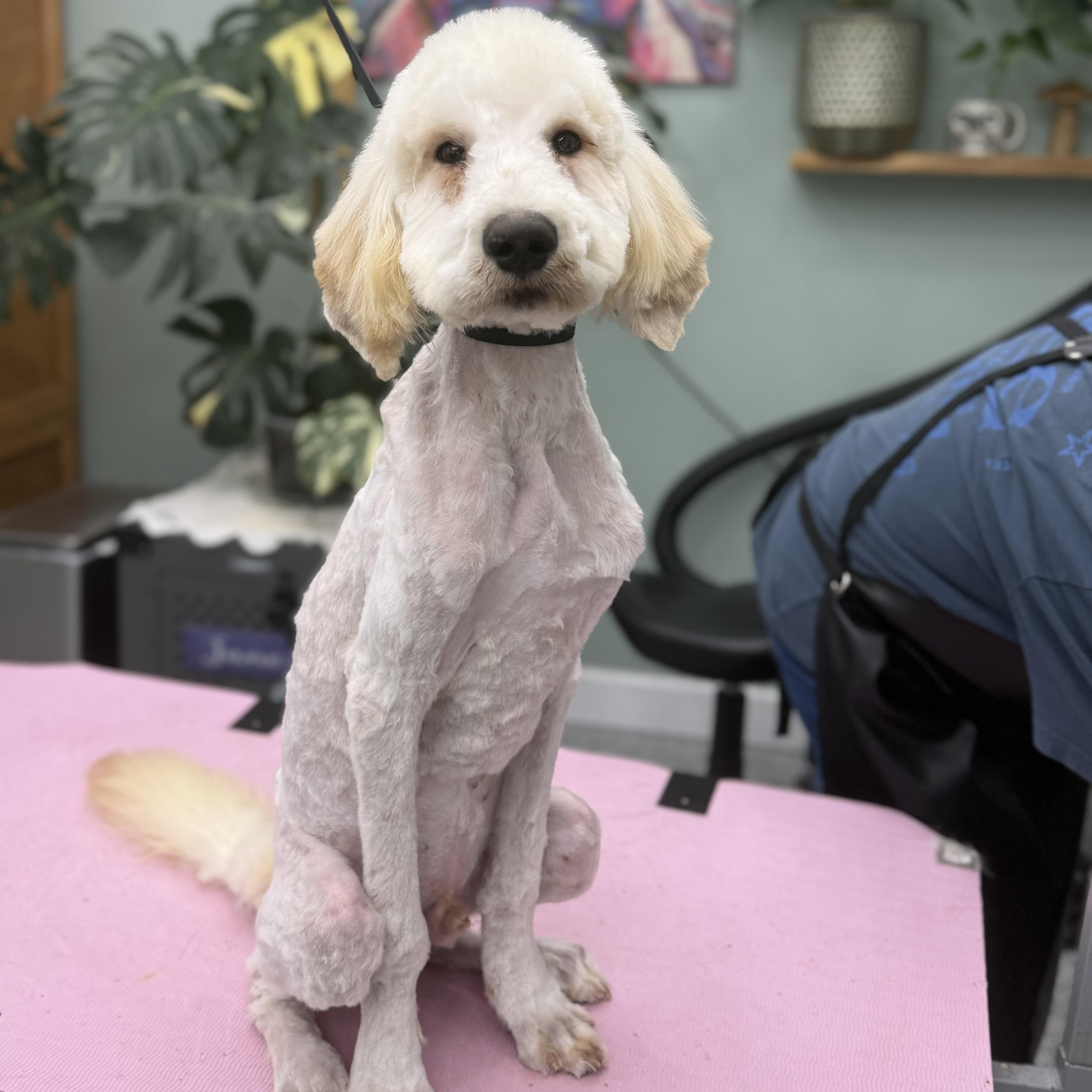 Enlarge Willie, an adopted mixed breed in Deltona, FL image 3/3