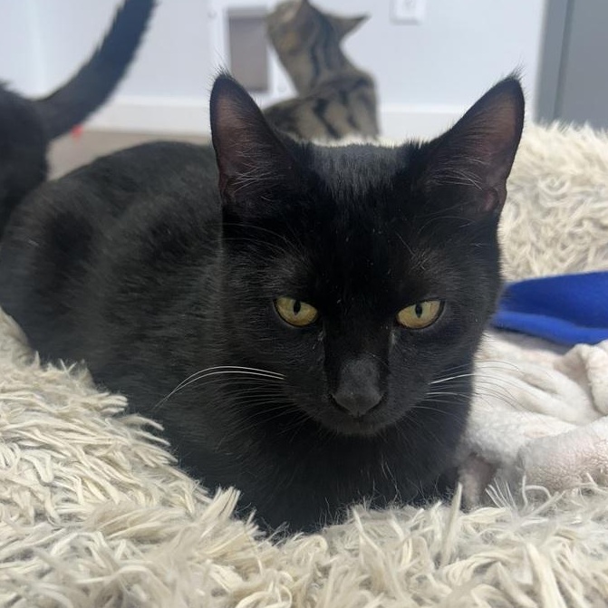 Daria, a ADOPTABLE Domestic Short Hair in Driggs, ID image 1/3