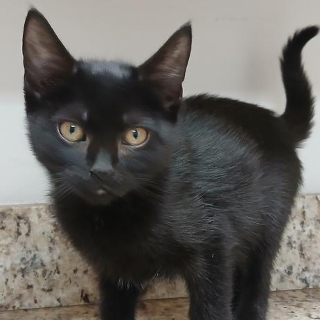 Daria, a ADOPTABLE Domestic Short Hair in Driggs, ID image 2/3