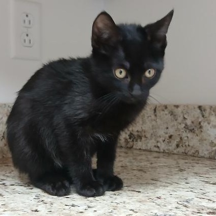 Daria, a ADOPTABLE Domestic Short Hair in Driggs, ID image 3/3