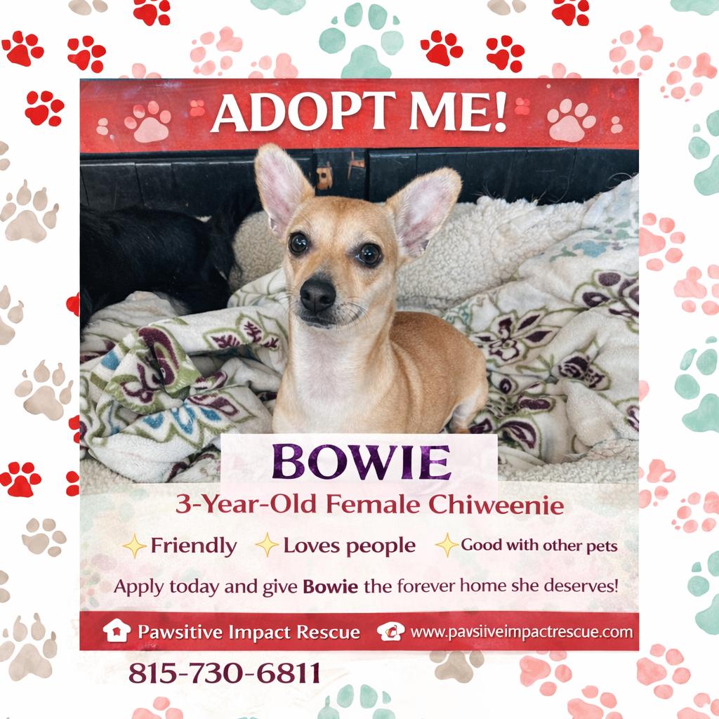 Bowie , ADOPTABLE, Adult Female Chiweenie.