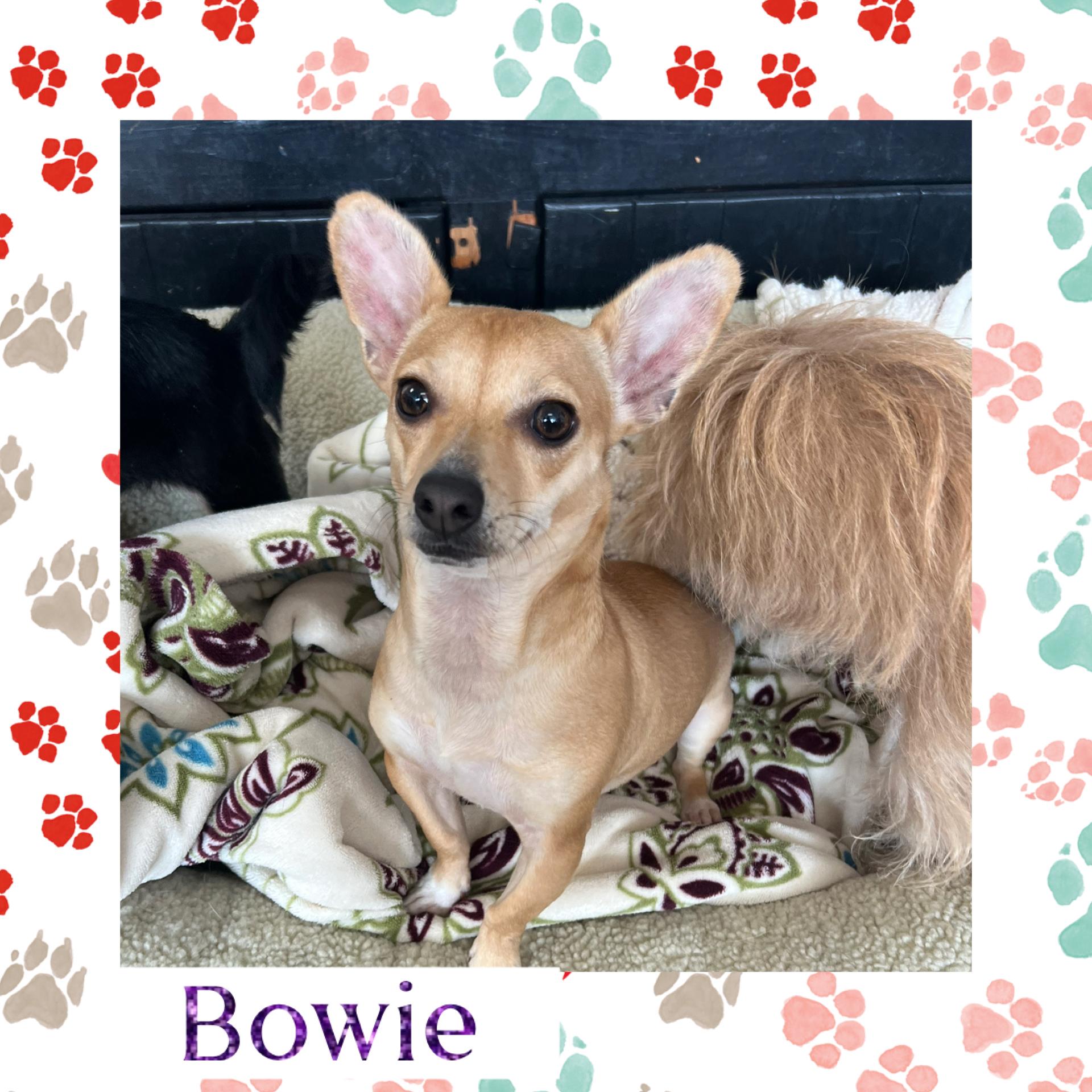 Bowie , a ADOPTABLE mixed breed in Joliet, IL image 2/2