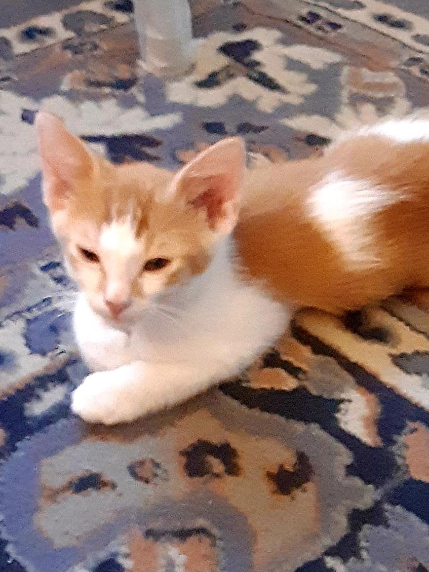 Enlarge Sebastian, a Adoptable Domestic Short Hair in Mesa, AZ image 1/5