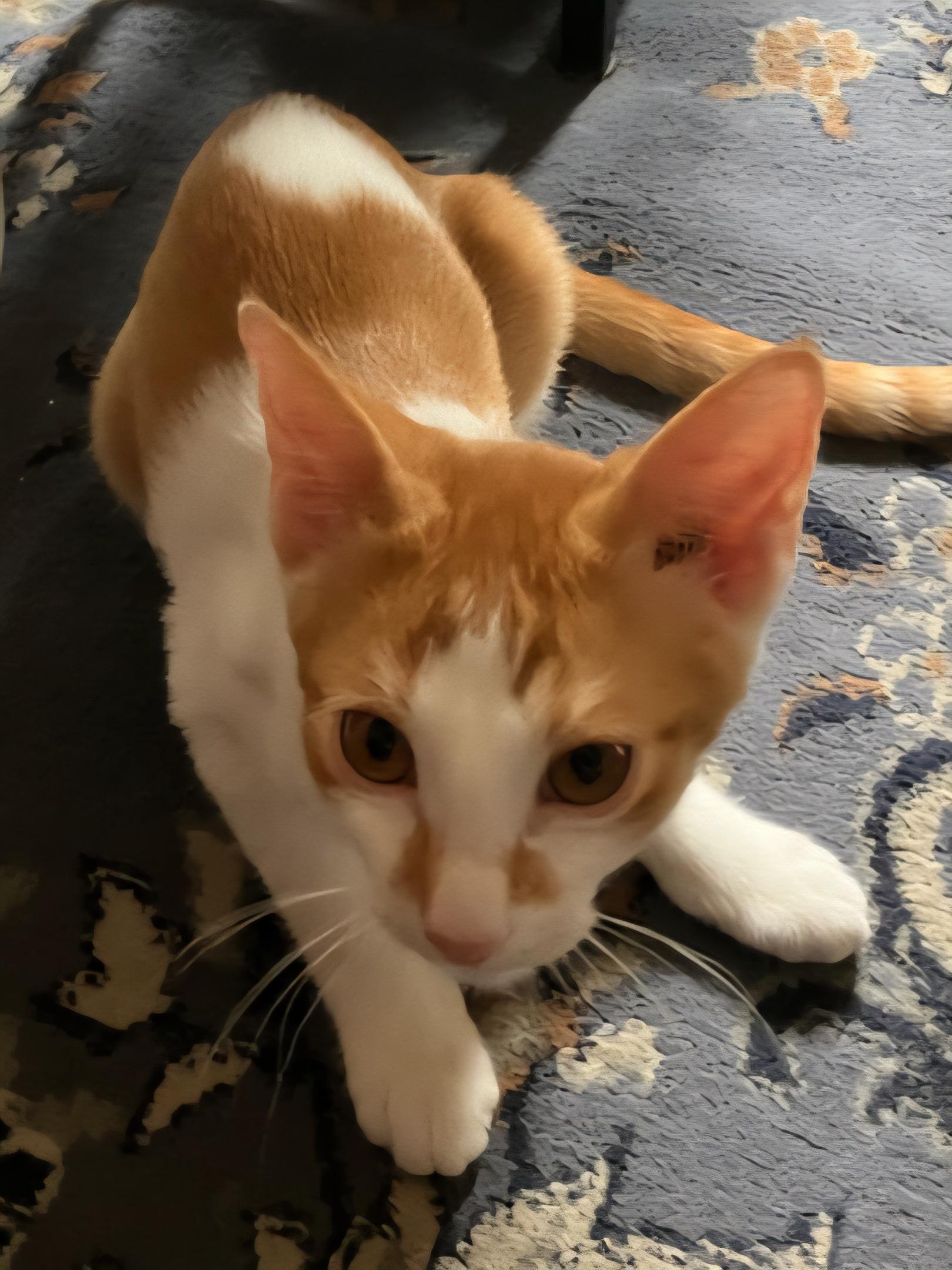 Enlarge Sebastian, a Adoptable Domestic Short Hair in Mesa, AZ image 3/5