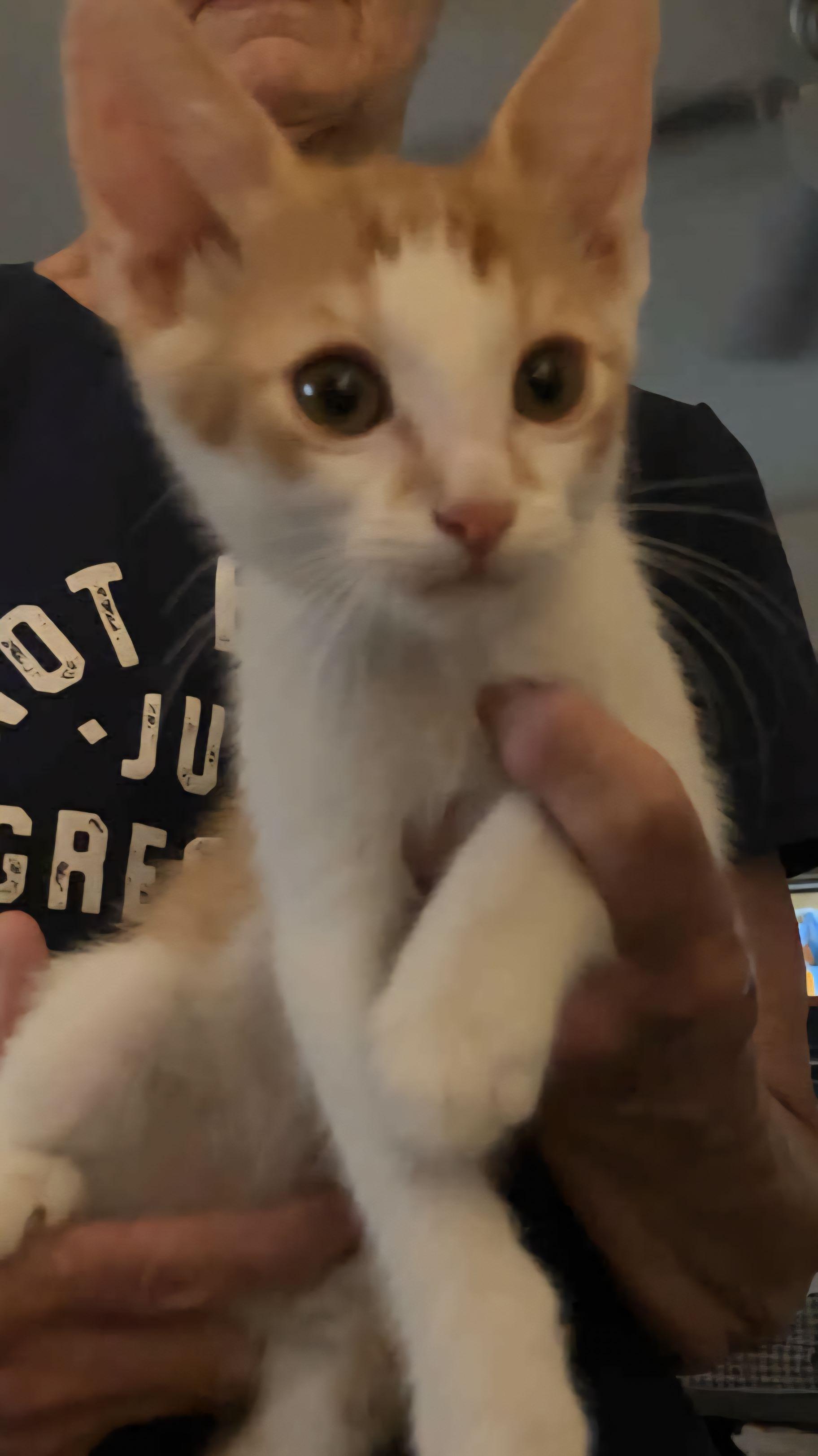 Enlarge Sebastian, a Adoptable Domestic Short Hair in Mesa, AZ image 4/5