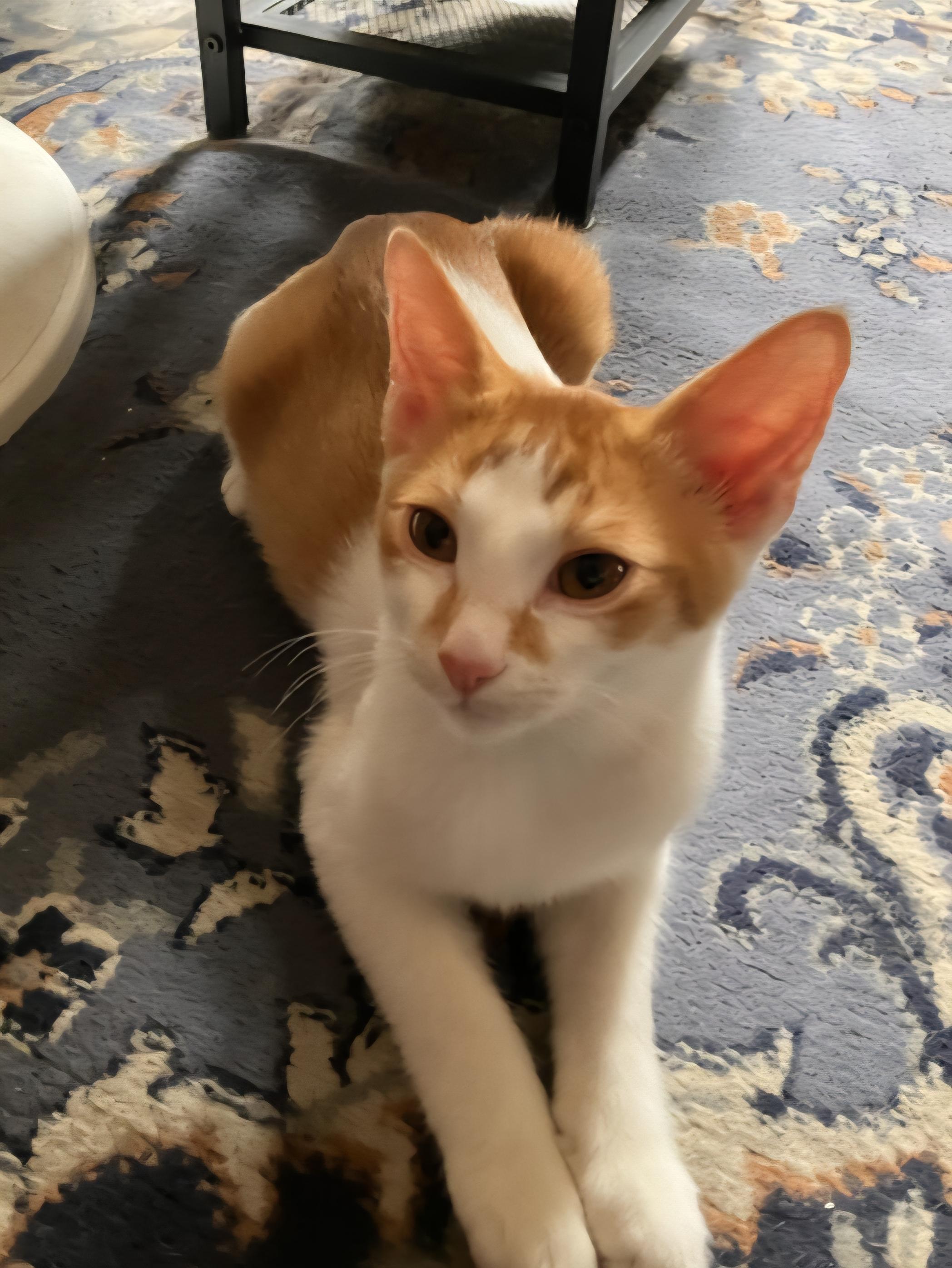 Enlarge Sebastian, a Adoptable Domestic Short Hair in Mesa, AZ image 5/5