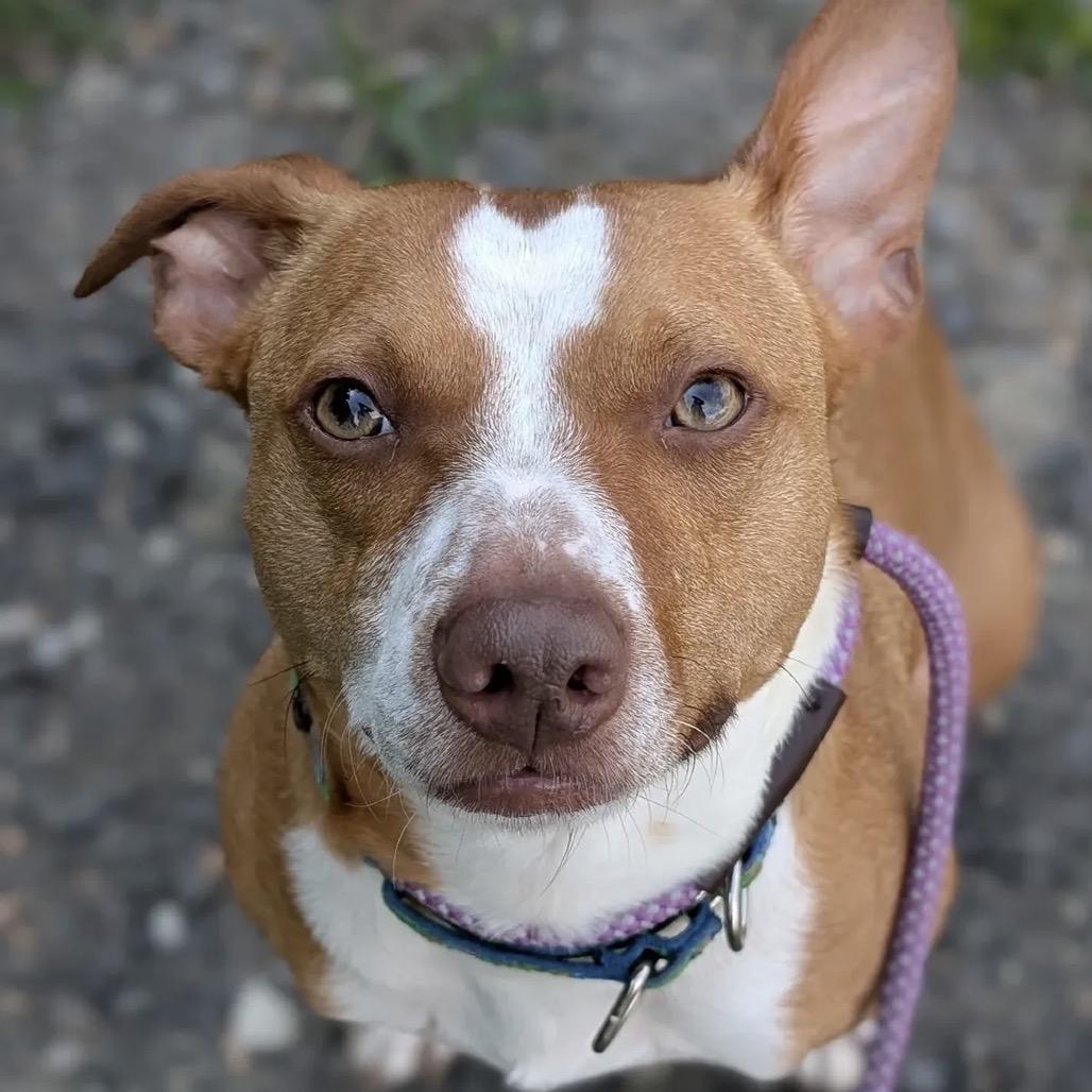 Benson *I am FULLY sponsored thanks to the generosity of two amazing people!*, Adoptable, Adult Male Mixed Breed.