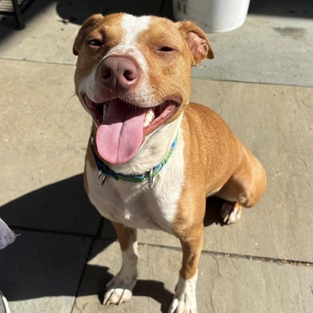 Enlarge Benson *I am FULLY sponsored thanks to the generosity of two amazing people!*, a Adoptable Mixed Breed in Wappingers Falls, NY image 1/3