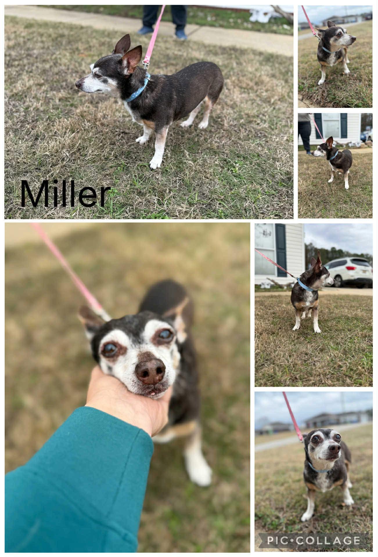 Enlarge Miller, a ADOPTABLE Chihuahua in Enterprise, AL image 1/1